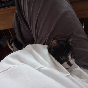 搡老岳熟女岩崎千鹤
